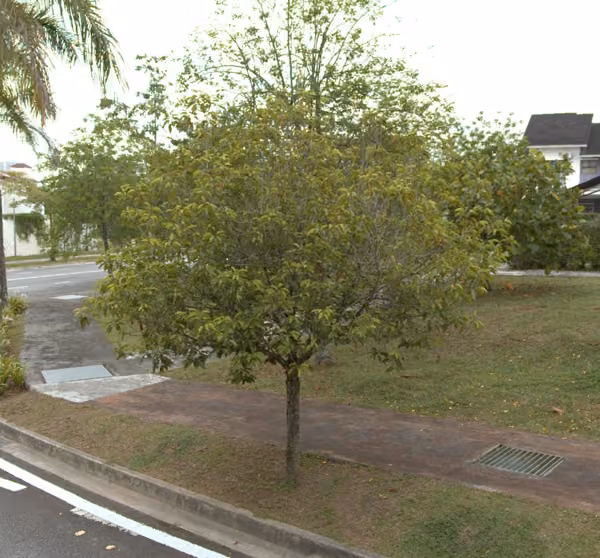 tree photo