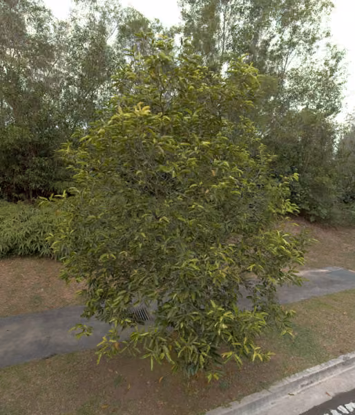 tree photo