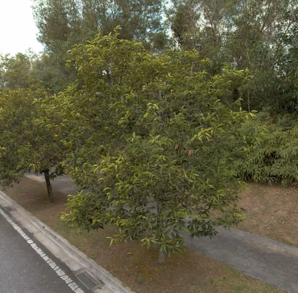 tree photo
