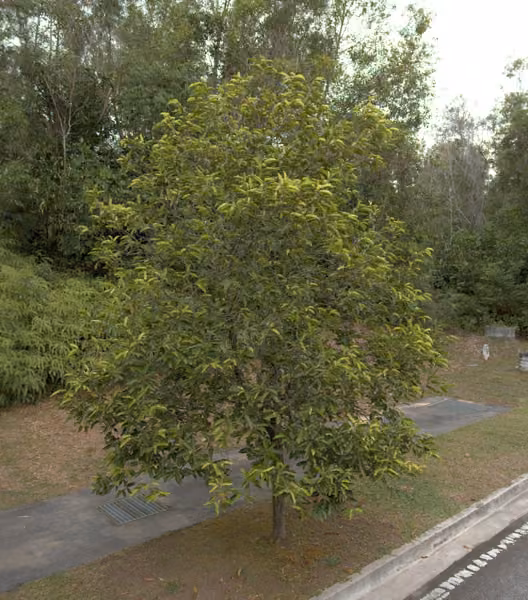 tree photo