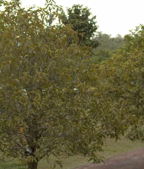 tree photo