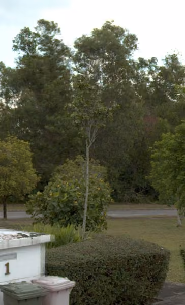 tree photo