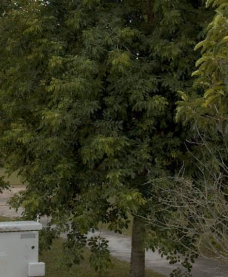 tree photo