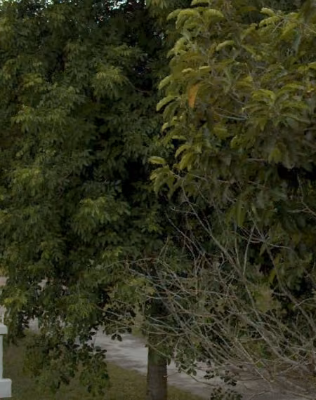 tree photo