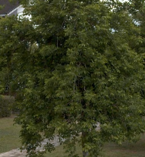 tree photo