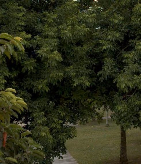 tree photo