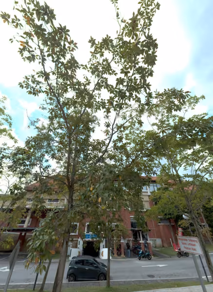 tree photo