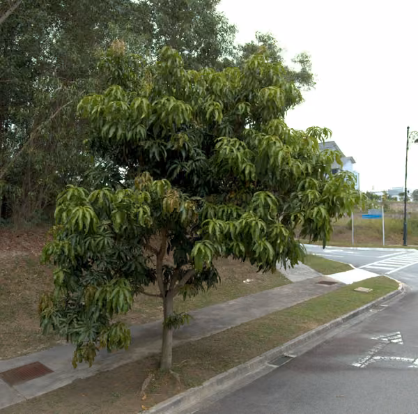 tree photo