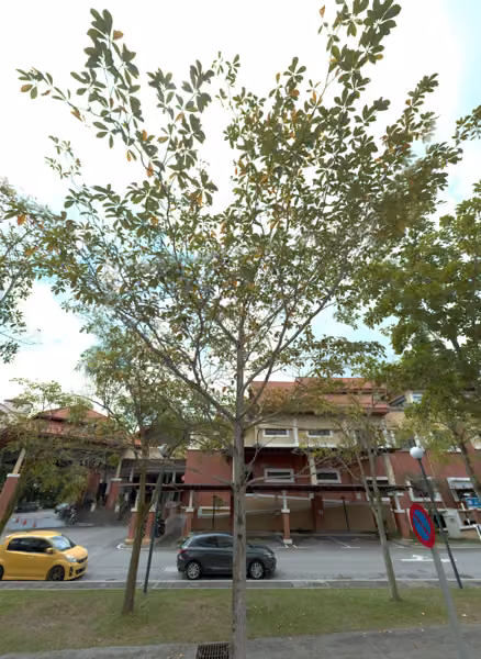 tree photo