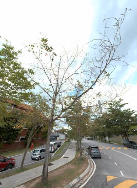 tree photo