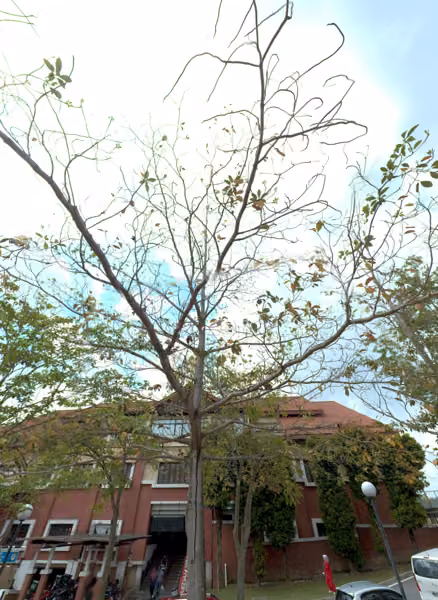 tree photo