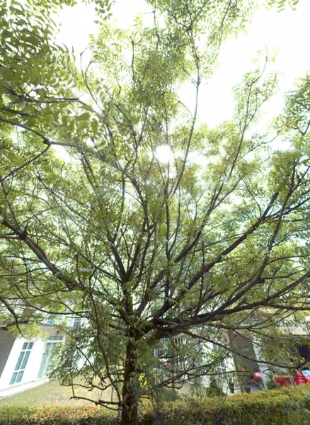 tree photo