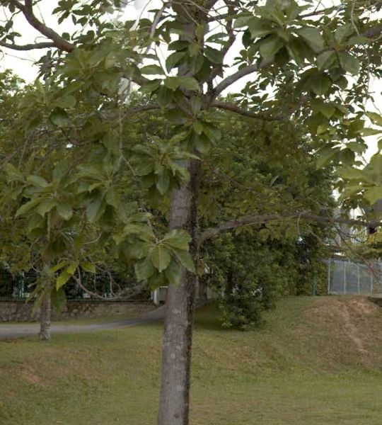 tree photo