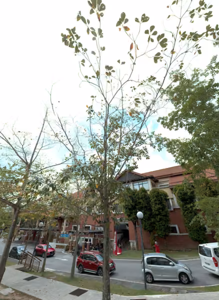 tree photo