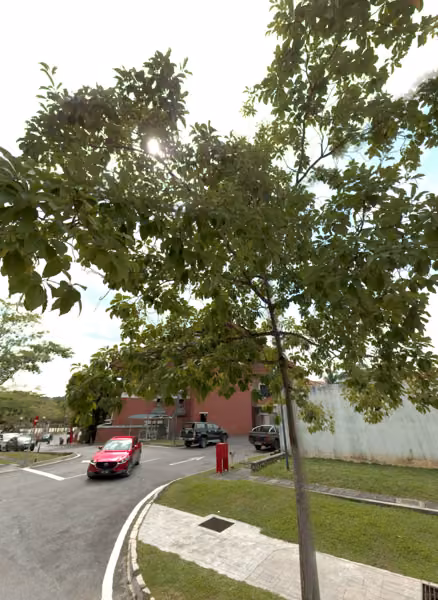 tree photo