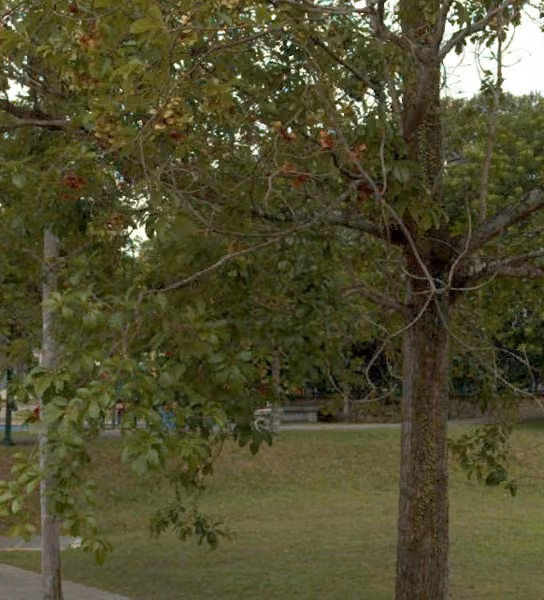 tree photo