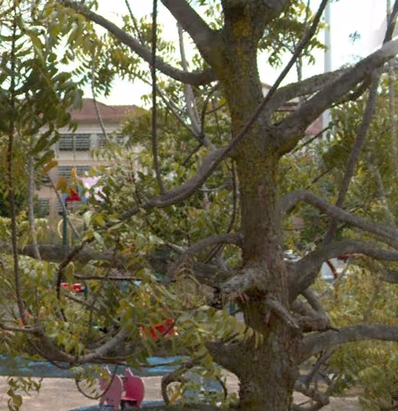 tree photo
