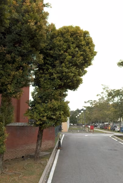 tree photo