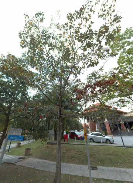 tree photo
