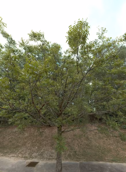 tree photo