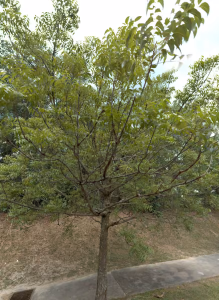 tree photo