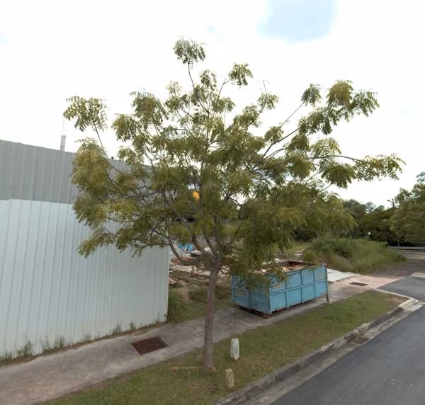 tree photo
