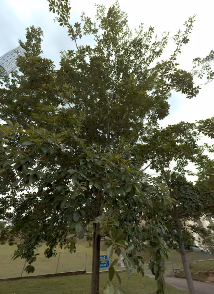 tree photo