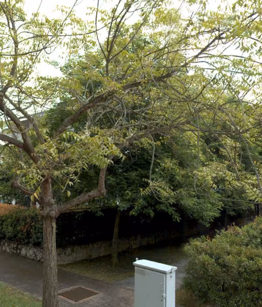 tree photo