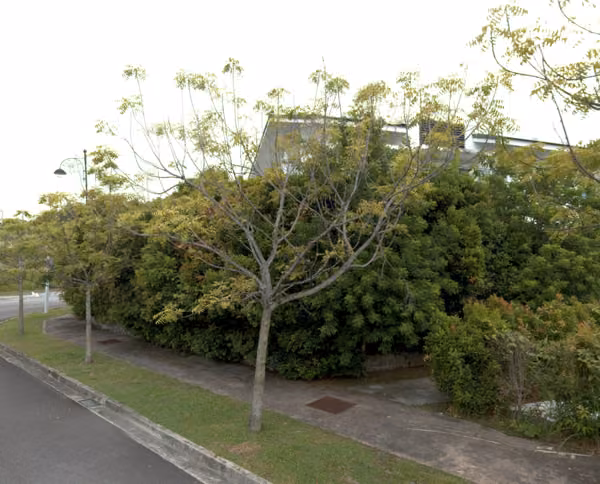 tree photo