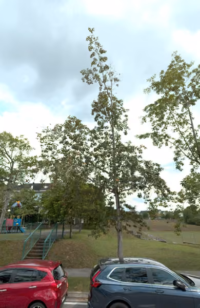 tree photo