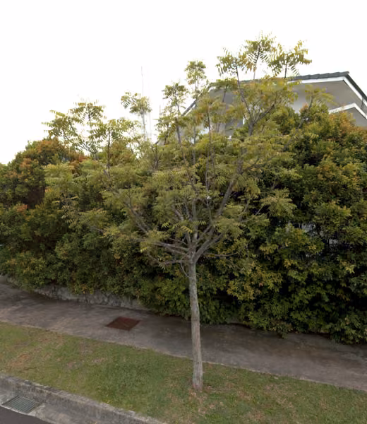 tree photo