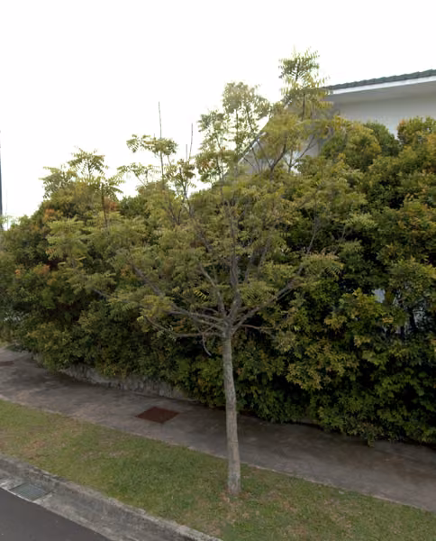 tree photo