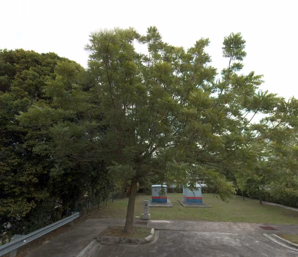 tree photo