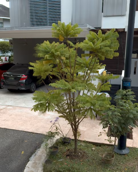 tree photo