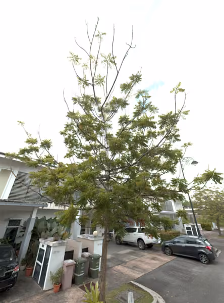 tree photo