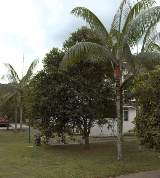 tree photo