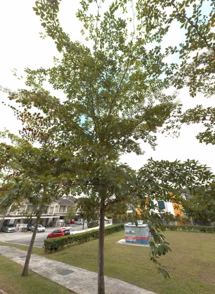tree photo