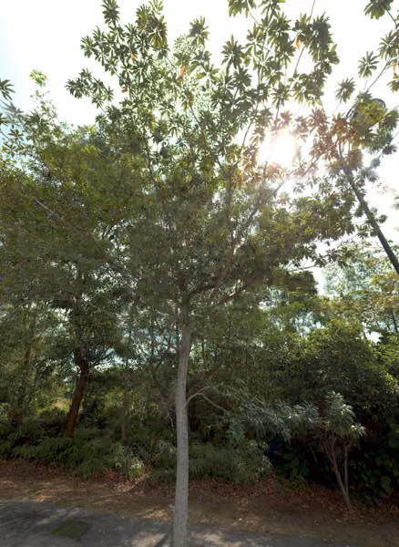 tree photo