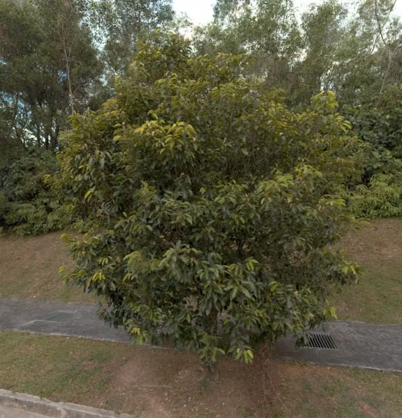 tree photo