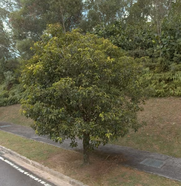 tree photo