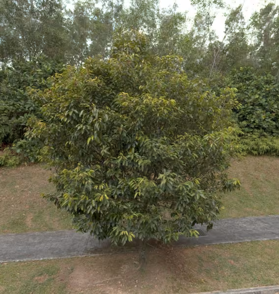tree photo