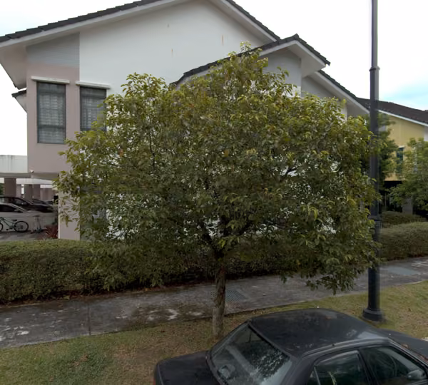 tree photo