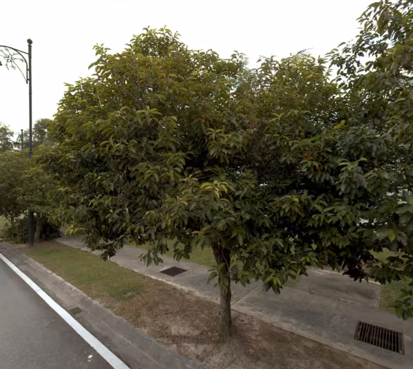 tree photo