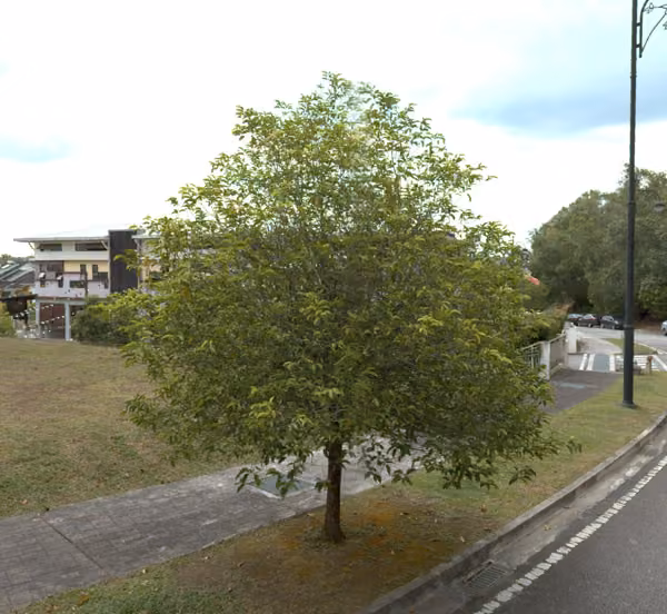 tree photo