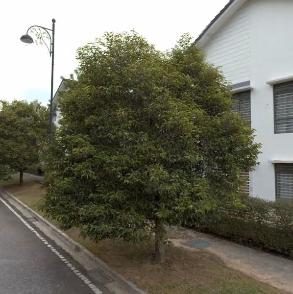 tree photo