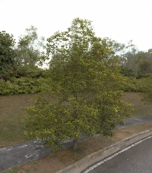 tree photo