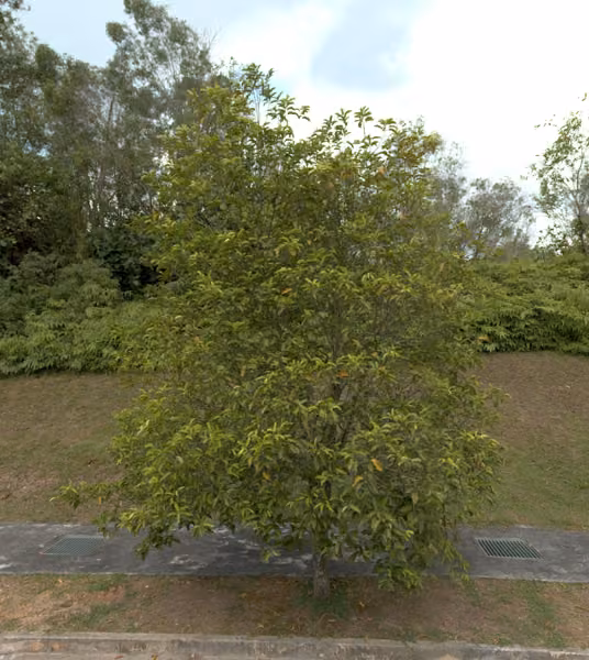 tree photo