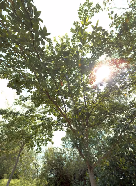 tree photo