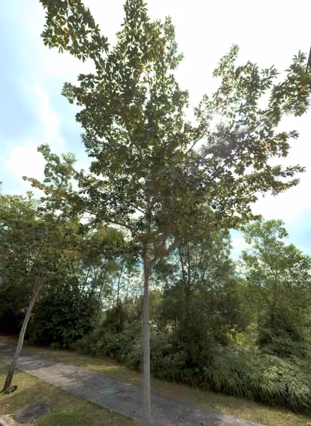 tree photo