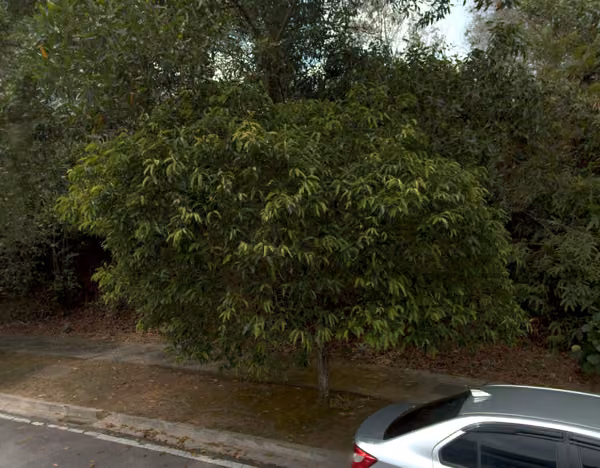 tree photo